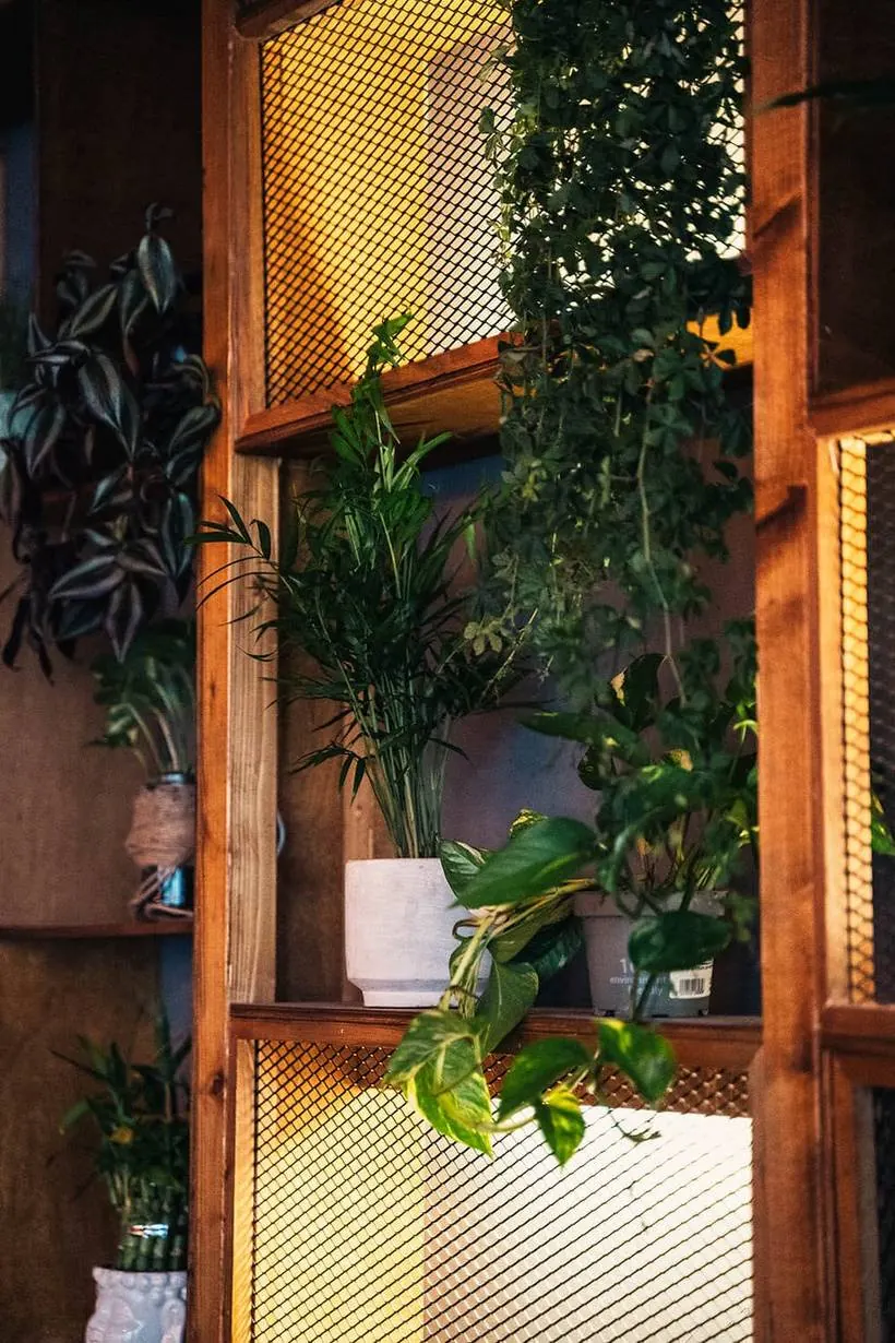 Regal mit Pflanzen und warmem Licht im House of Vegan